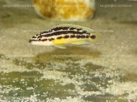 /album/fotogaleria-julidochromis-ornatus-yellow/julidochromis-ornatus-yellow-jpg/